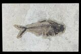 Fossil Fish (Diplomystus) - Green River Formation #115578-1